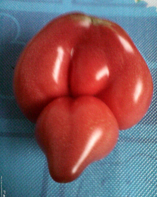 奇葩的西红柿，屁股翘老高了。