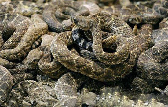 全球最恐怖的蛇 响尾蛇死后还可咬人震惊！