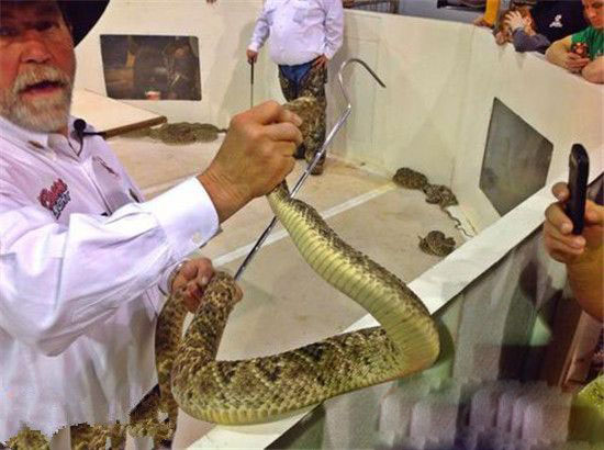 全球最恐怖的蛇 响尾蛇死后还可咬人震惊！