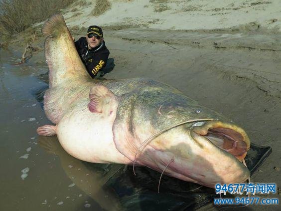 世界最大淡水鱼，体重超千斤，差点被人灭绝