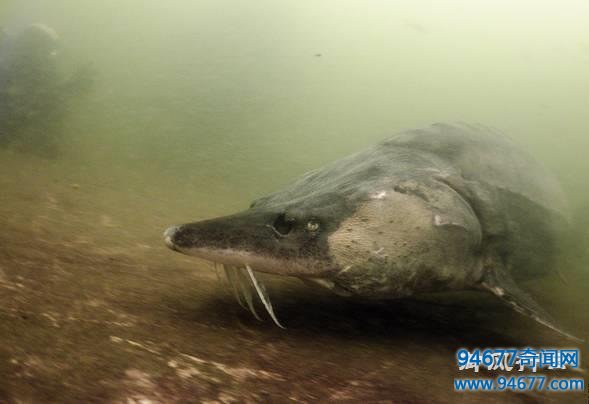 世界最大淡水鱼，体重超千斤，差点被人灭绝