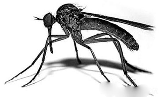 全球最致命动物杀手：蚊子钟情A型血女人