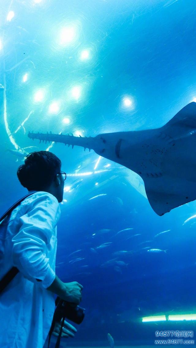 迪拜ll世界最大市内水族馆之一