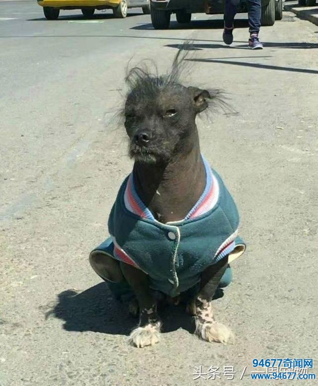 网友遇到世界上最丑的狗，看到它之后我都怀疑人生了！