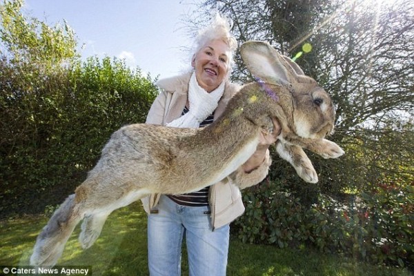 世界上最大兔子体长1米3 或被其子超过(图)