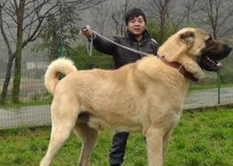 世界最大的狗：土耳其国宝坎高犬堪比中国大熊猫
