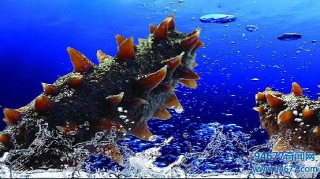 世界八大珍品之一，活了6亿年的海参，到底好在哪儿？