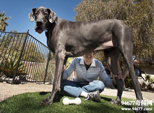 曾经站立高过2米的世界最高狗“大乔治”离世