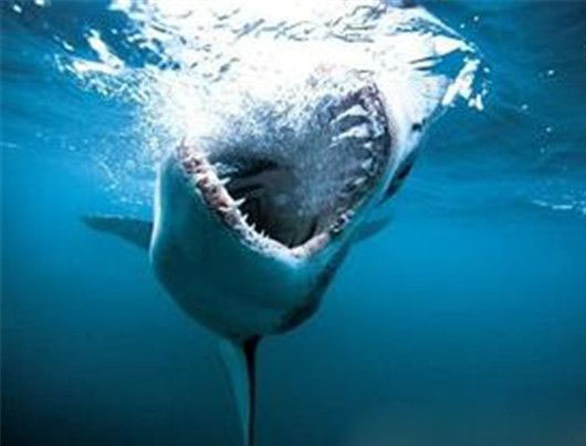 全球最怪异的动物 鲨鱼竟可断食一个月?