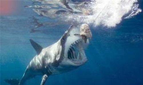 全球最怪异的动物 鲨鱼竟可断食一个月?