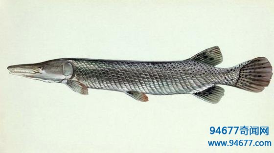 世界之最：鳄雀鳝——全身镶嵌宝石的剧毒活化石