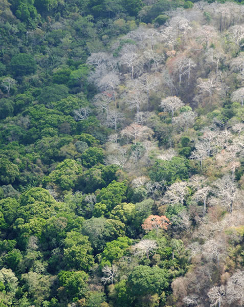 磷和降水帮助测绘热带森林的树木物种