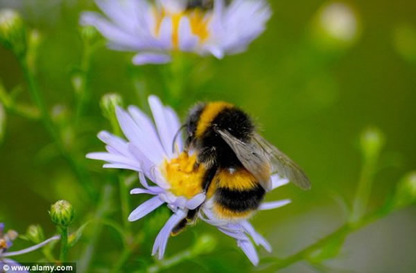 花卉电场信号与花卉的实体属性相一致，用于吸引蜜蜂的到来