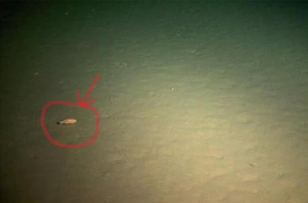 马里亚纳海沟10895米海底状况，科学家最新研究发现这一深处发现微生物种群