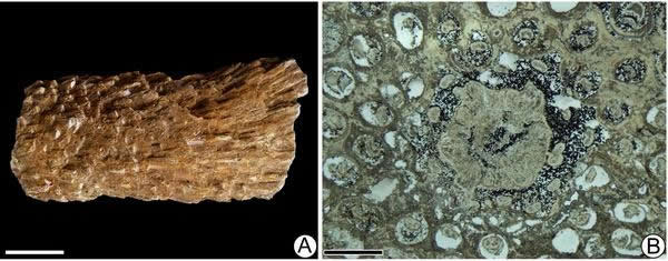 辽西侏罗纪发现一种新的紫萁矿化根茎化石——北票阿氏茎
