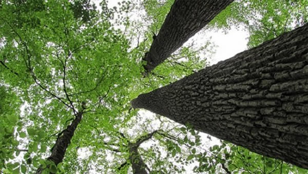 法国科学家发现树木在干旱时会发出一种超声波响声