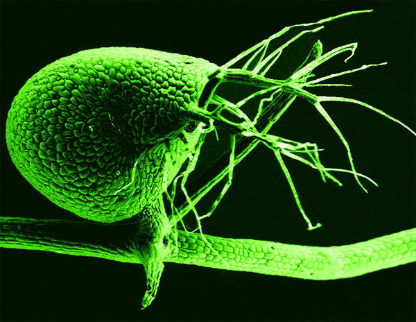丝叶狸藻会自动摒弃非编码DNA