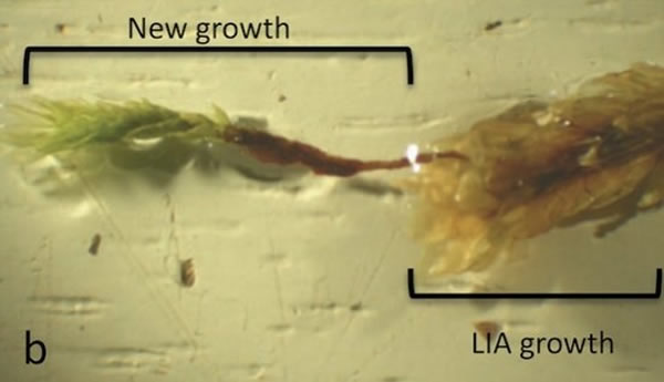 冰川下的苔藓植物已经在实验室中重新开始生长