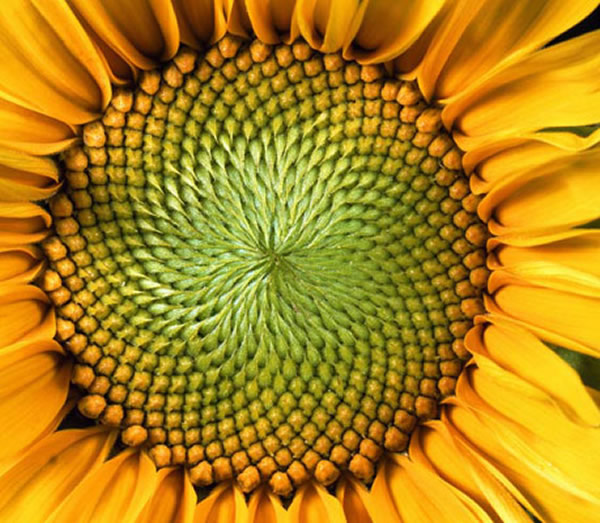 向日葵小花螺旋形状存在斐波那契数列