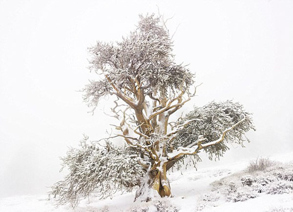世界上最古老的的树种：5000年的大盆地狐尾松