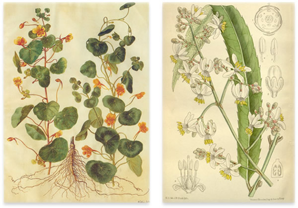 旱金莲科（左）、叠珠树科（右）