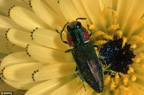 攻击性：科学家分析称一种吞食橡树的彩色甲虫与橡树死亡有关