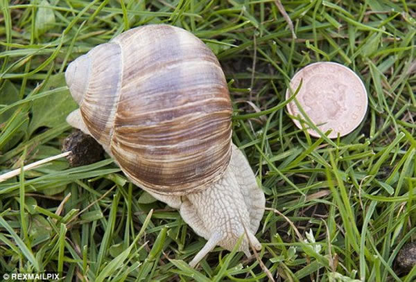 美国威斯康辛-麦迪逊大学动物学家约翰-奥罗克发现当蜗牛接近植物时，植物会发出预警，告诉其它植物危险的到来，同时释放的化学物质使蜗牛失去食欲