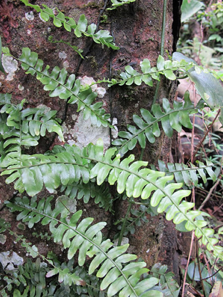 刘红梅博士在越南野外拍摄的爬树蕨植物