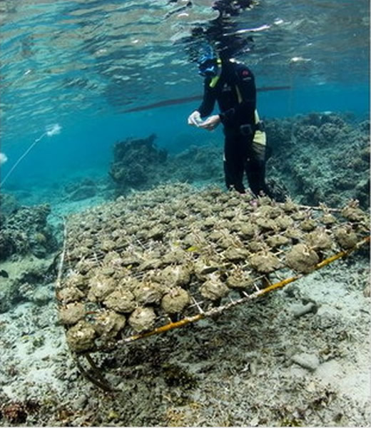 研究人员收集珊瑚与海藻，让它们进行接触实验。