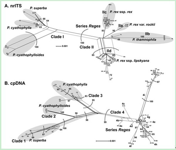 基于ITS（A）和叶绿体联合数据（B）构建的斗叶组的网状进化图