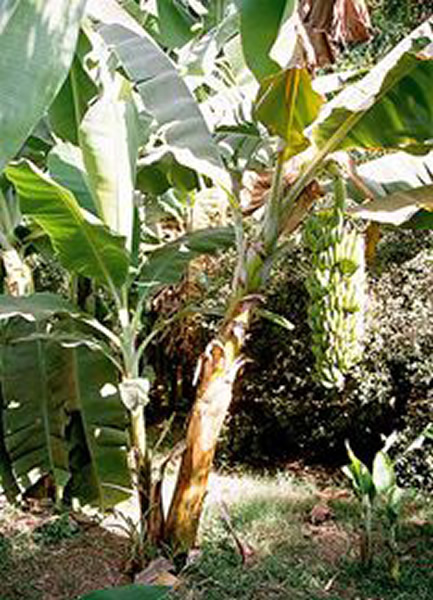 香蕉植株对线虫害虫采取化学防御