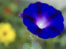 科学家发现一些矮牵牛花会开出蓝色花瓣的原因