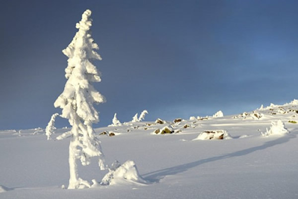 瑞典山脉发现世界上最古老的树木 9500岁仍在生长