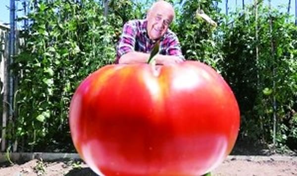 澳大利亚干旱天收获重达1.1公斤大番茄