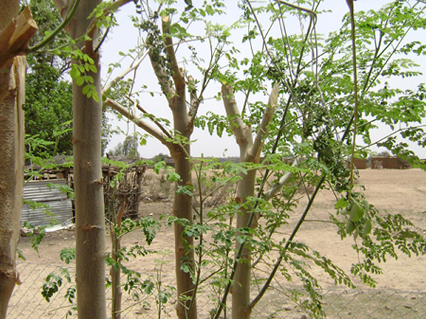 喜马拉雅山区一种称为奇迹树的辣木科植物具催情作用