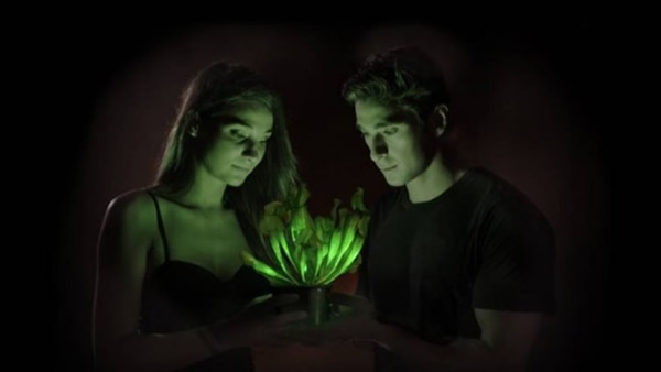美国生物科技公司研制出名为“Starlight Avatar”的神奇发光植物