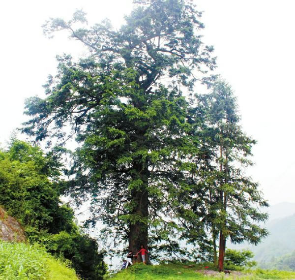 四川达州万源市长石乡发现2000年古枞树 传说三国时张飞曾在这拴战马