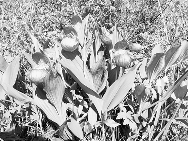 河北承德丰宁云雾山中发现国家一级保护植物大花杓兰