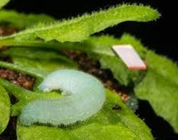 美国科学家录下毛虫啃咬植物叶子的声音作研究，发现植物可能有听觉。
