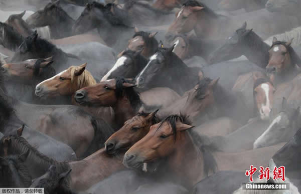 西班牙传统捕野马节举行