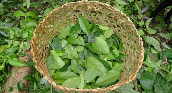 厄瓜多尔的“超级树叶”茶guayusa
