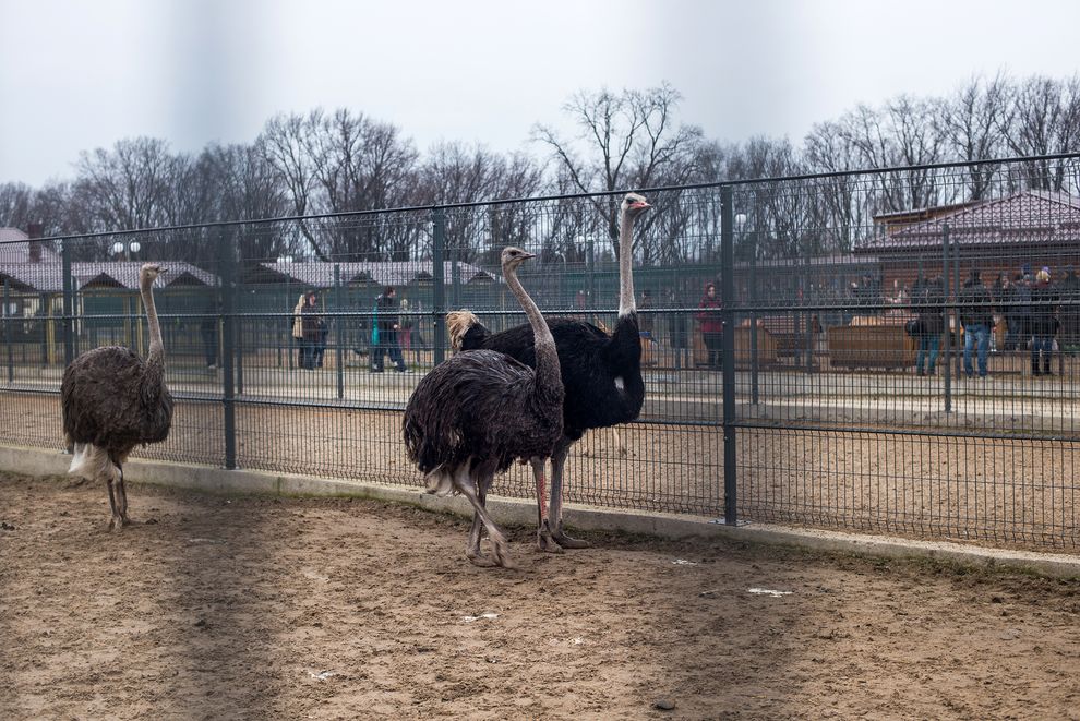 反政府示威者在亚努科维奇的府邸「梅兹海瑞亚」（Mezhyhirya）的私人动物园里发现了来自国外的鸵鸟。