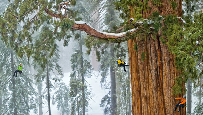 巨杉生长在高海拔地区，经历寒冷、大雪和雷击而依然挺立，虽然高度不如海岸红杉，却非常庞大稳固。这棵树名叫「总统」，是地球上已知体积第二大的树。
