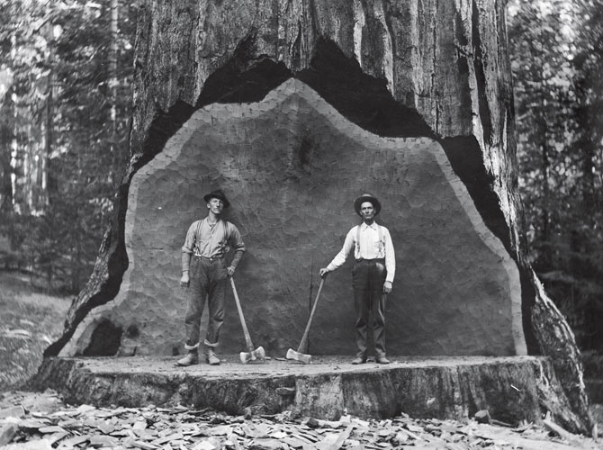 这棵位于康维士盆地的巨木在1900年代初遭人砍伐之前，曾是许多人拍照的背景。砍伐困难让其他树林中的巨杉免于这样的命运。