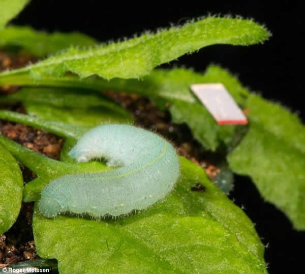苏里大学的研究人员已经确定，植物会对毛毛虫啃食自己的声音做出防御反应。