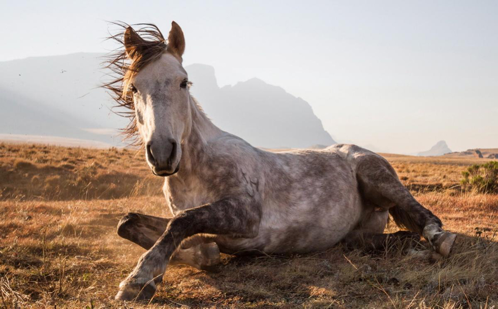 莱索托国家公园，一匹马正在悠闲享受下午的阳光。