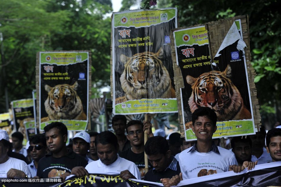 孟加拉国民众在街上举牌游行庆祝达卡全球老虎日活动