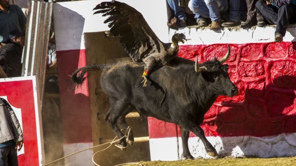 秘鲁雅瓦尔节：秃鹫大战公牛