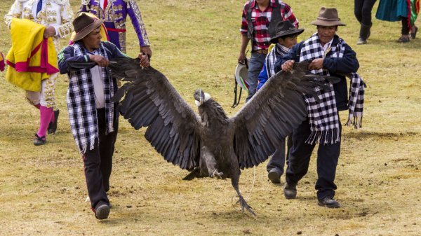 秘鲁雅瓦尔节：秃鹫大战公牛