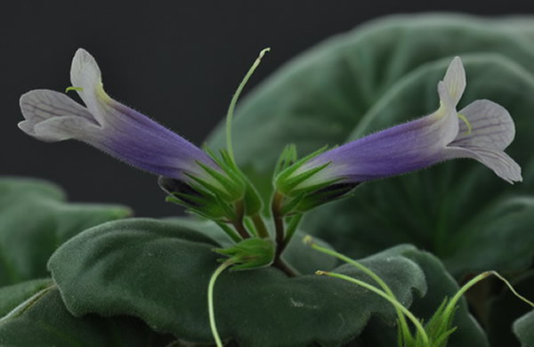报春苣苔新品种—紫霞1